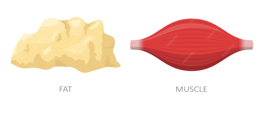 Body Composition Analysis
