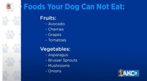 AKC food dogs can not eat